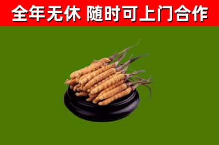 凤翔烟酒回收冬虫夏草.jpg