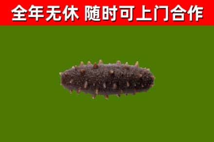凤翔烟酒回收干海参.jpg